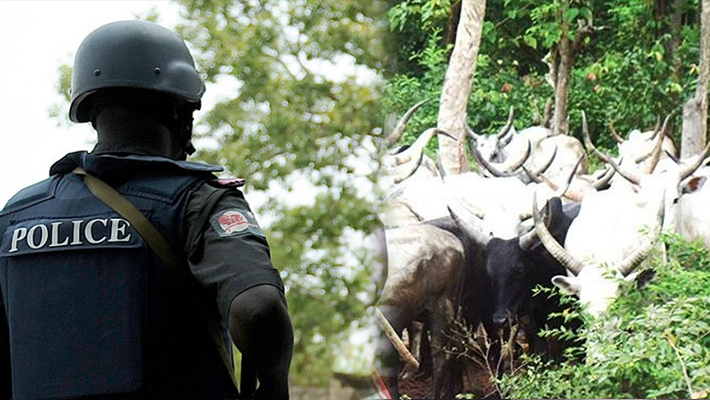 Police arrest 4 suspected rustlers with 208 cattle