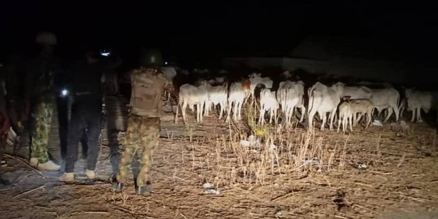 Security agents recover 300 stolen cows in Zamfara