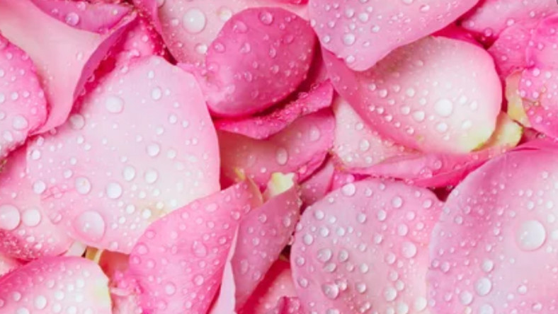 5 beauty benefits of rose water