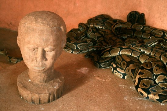 The Python: A revered symbol of worship in Nigeria
