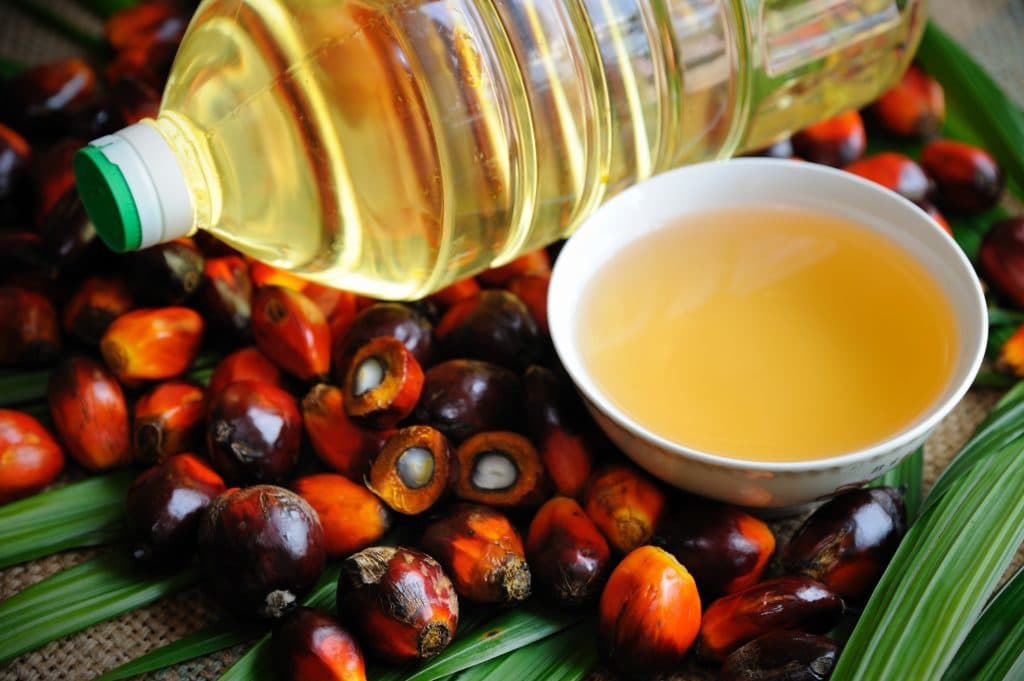 Palm Kernel Oil: The health benefits of this organic product are priceless