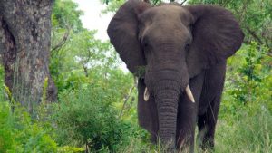 Rivers LG declares wild elephants, hippos endangered species