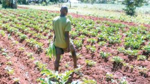 Farmers in South-South Nigeria lament the negative effect of rainfall on harvest