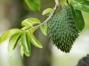 Soursop leaves supply health benefits you probably never thought of