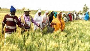 Association inaugurates harvest of 5,120 hectares of wheat in Bauchi