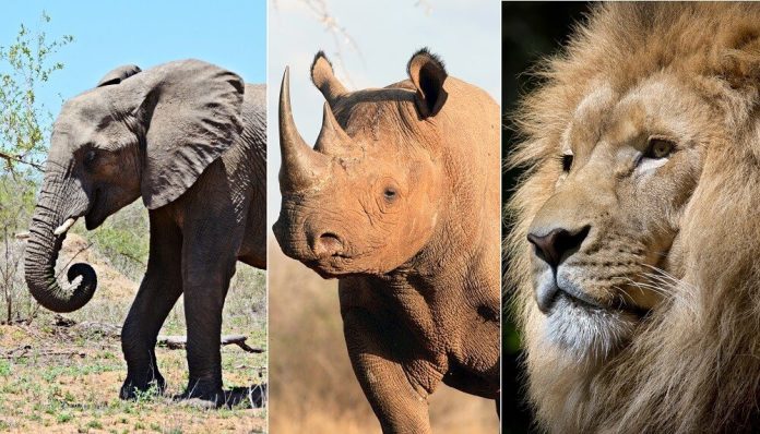 South Africa; Lions, Elephants and Rhinos on the Run after Escaping Zoo