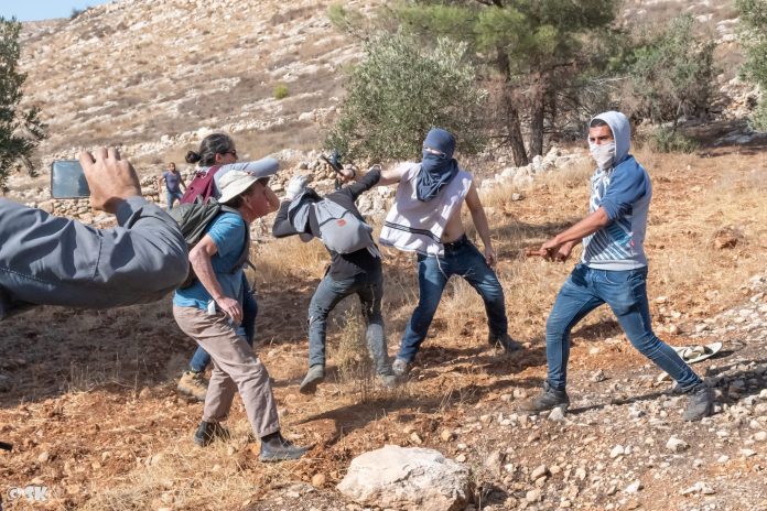 Palestine: Many Injured as Israeli settlers attack olive-harvesters east of Hebron