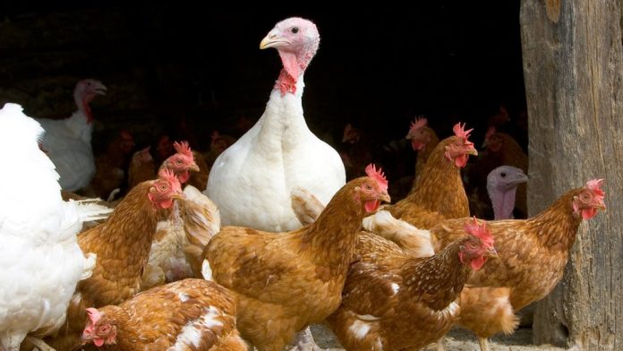 Cases of bird flu on the rise across the US, with 50 million farm birds dead and dozens of mammals sickened