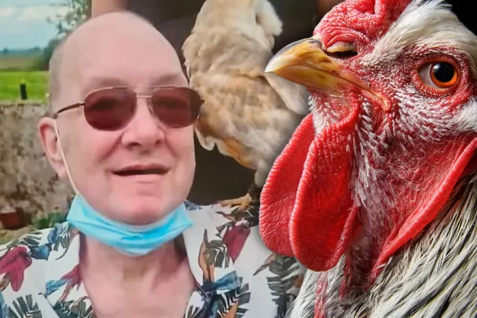 Irish man killed by chicken in vicious barnyard attack - Report