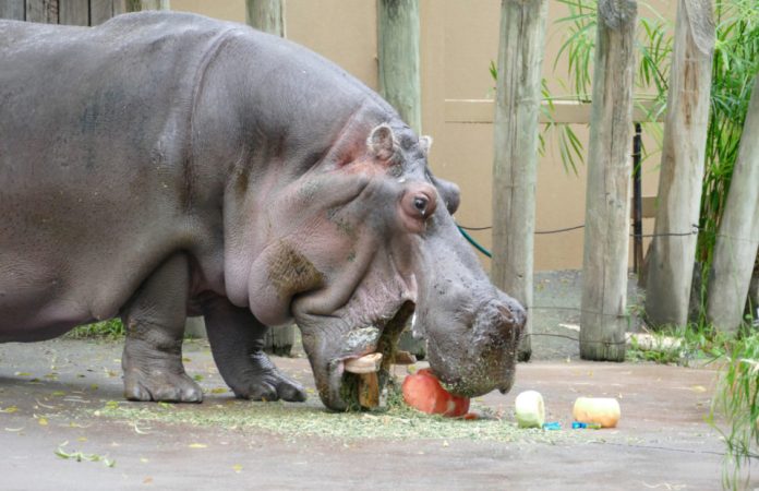 Hippopotamus kills pregnant woman in Benue