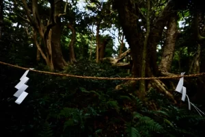 See the forest in Ondo where masquerades are forbidden