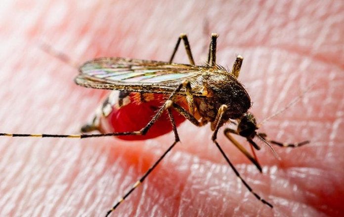 These are reasons you're more attracted to bloodsucking mosquitoes