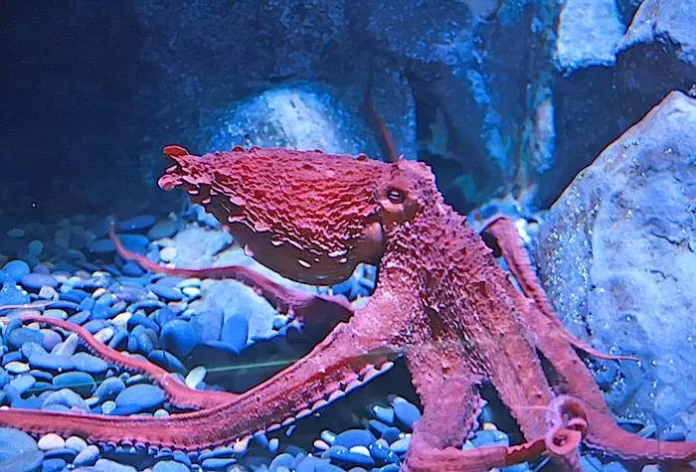 Did you know that octopuses have blue blood? 