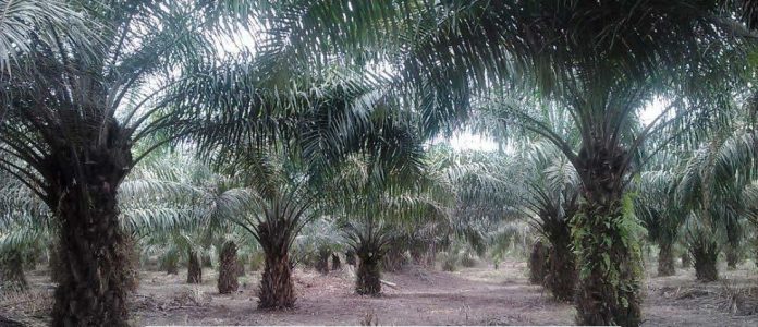 UK Govt pledges support for Edo, Okomu Oil in forest preservation