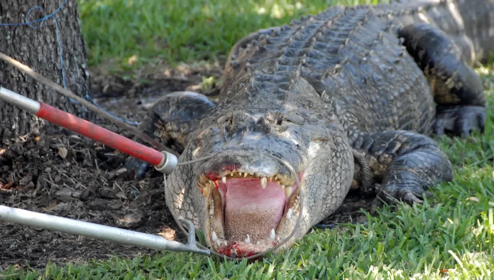 US: 13ft Florida alligator killed after woman's body found in jaws