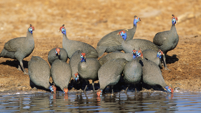 Here's why guinea fowls make great security guards