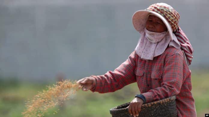 Dream of the father of hybrid rice takes root in Africa