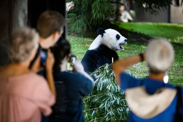 Panda diplomacy: China plans to send California zoo more pandas this year