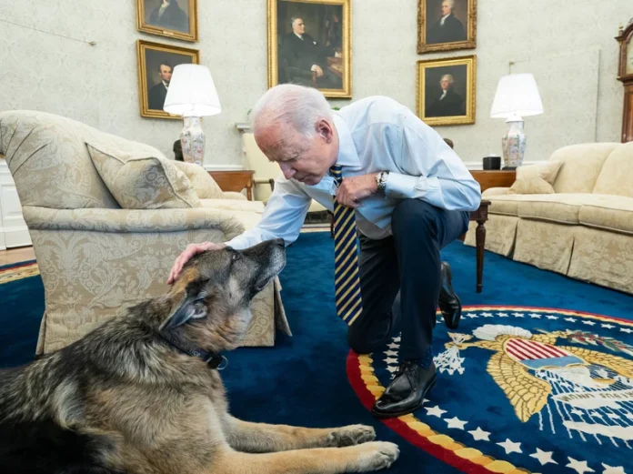 US: President Biden's dog commander bites secret service agents 24 times - Report
