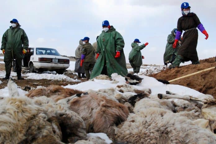 Mongolia on disaster 500,000 livestock frozen to death