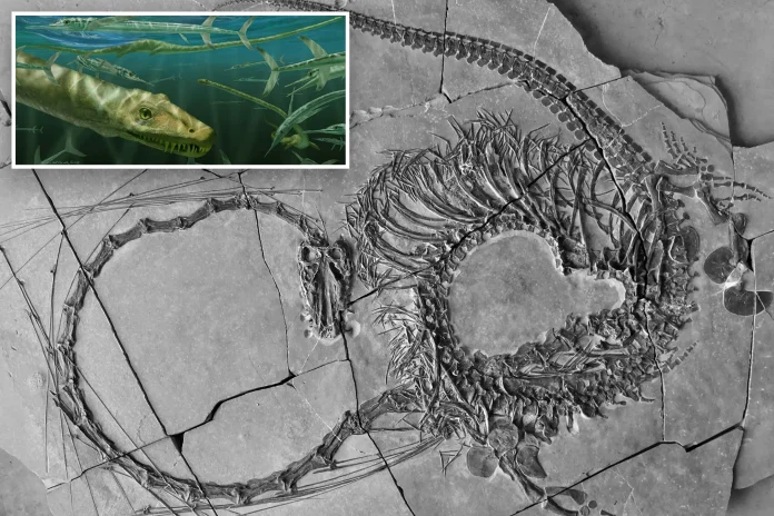 240 million-year-old 'Chinese dragon' fossil unveiled by scientists