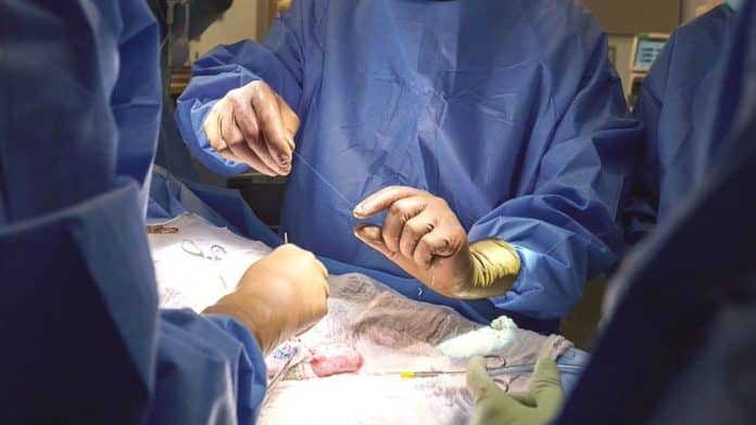 How doctors transferred pig's kidney into human patient