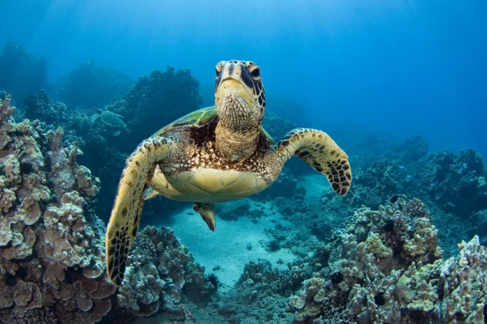 You should not eat sea turtle meat : it just killed 8 people