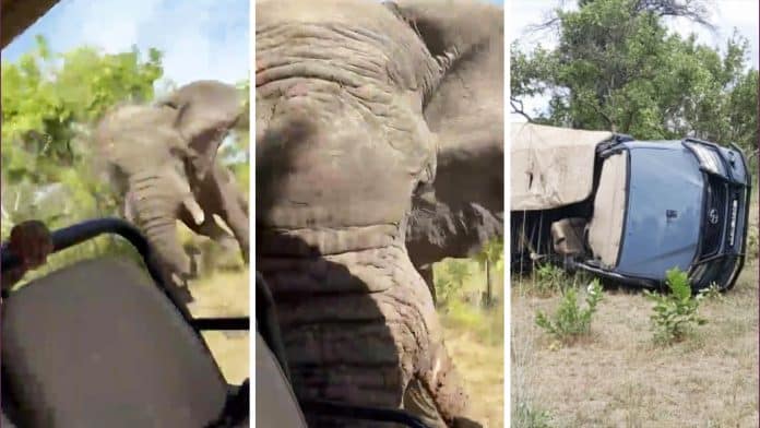 Elephant attacks car full of tourists, 80-year-old man dies
