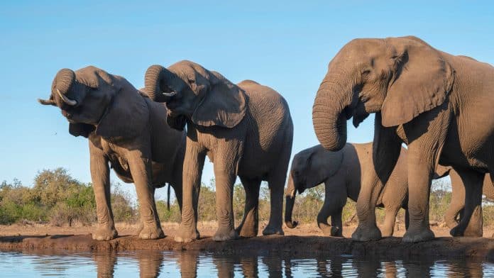 Why Botswana threatened Germany with 20,000 elephants