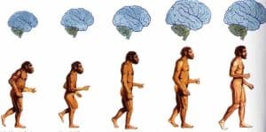 Homo Sapiens originated in Africa over 300,000 years ago