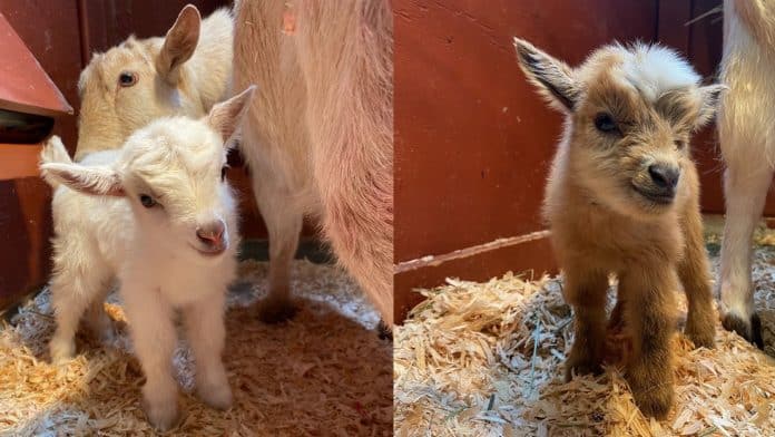 Zoo visitors blamed for tragic death of goat who just gave birth