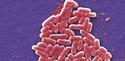 UK: One person dies amid ongoing E.coli outbreak
