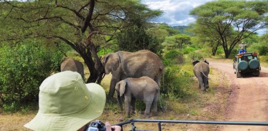 South Africa: Elephant Herd Trampled a Spanish Tourist