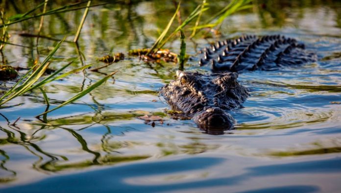 Remains of missing 40-year-old man found inside crocodile in Australia