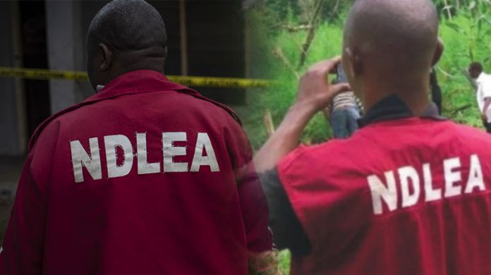 NDLEA confirms 20 aspirants in Kano LG poll test positive for drug