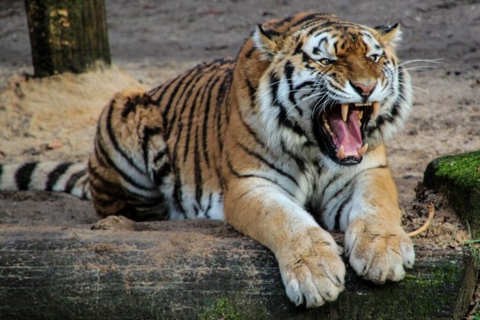 Trained female tiger handler attacked by tiger at Australian amusement park