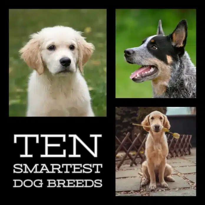 Top 10 Smartest Dog Breeds in the World